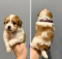 Pomapoo-Purple Collar, a female Pomapoo for sale in Hope, AR – 1 of 1