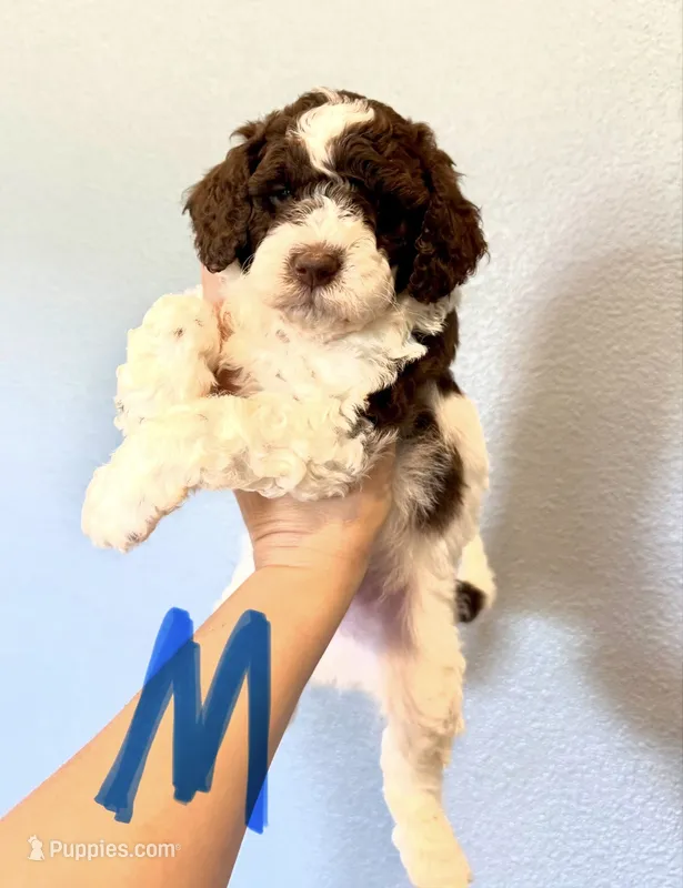 Mini Goldendoodle- black collar  – Miniature Goldendoodle puppy for sale in Hope, AR