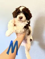 Mini Goldendoodle- black collar , a male Miniature Goldendoodle for sale in Hope, AR – 1 of 2