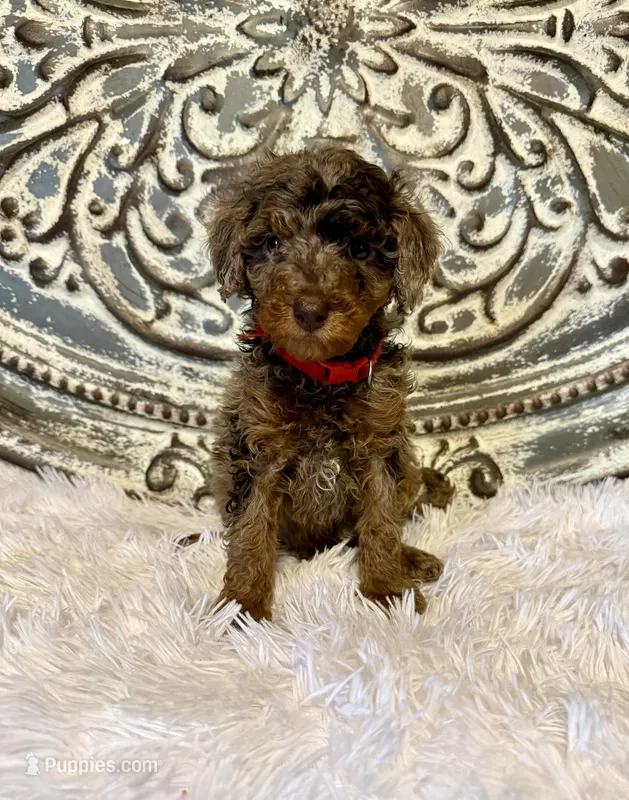 Toy/Mini Goldendoodle- Red Collar – Goldendoodle, Miniature Goldendoodle puppy for sale in Hope, AR