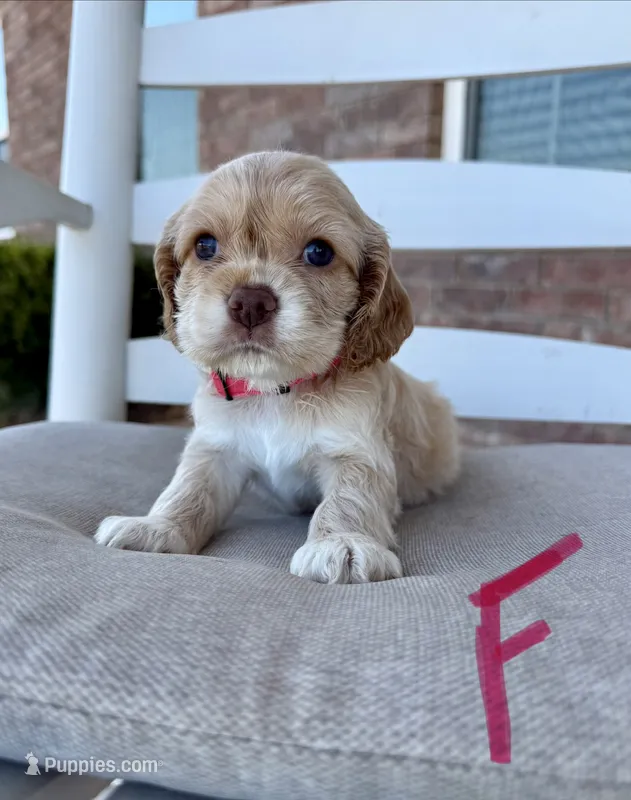 Cocker Spaniel- Pink Collar – Cocker Spaniel puppy for sale in Hope, AR