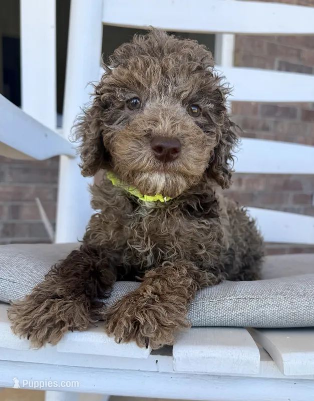 Mini Goldendoodle- Green Collar – Miniature Goldendoodle puppy for sale in Hope, AR
