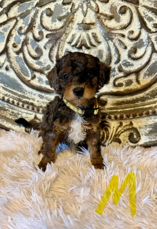 Toy/Mini Goldendoodle- Yellow Collar – Miniature Goldendoodle puppy for sale in Hope, AR