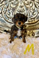 Toy/Mini Goldendoodle- Yellow Collar, a male Miniature Goldendoodle for sale in Hope, AR – 1 of 1