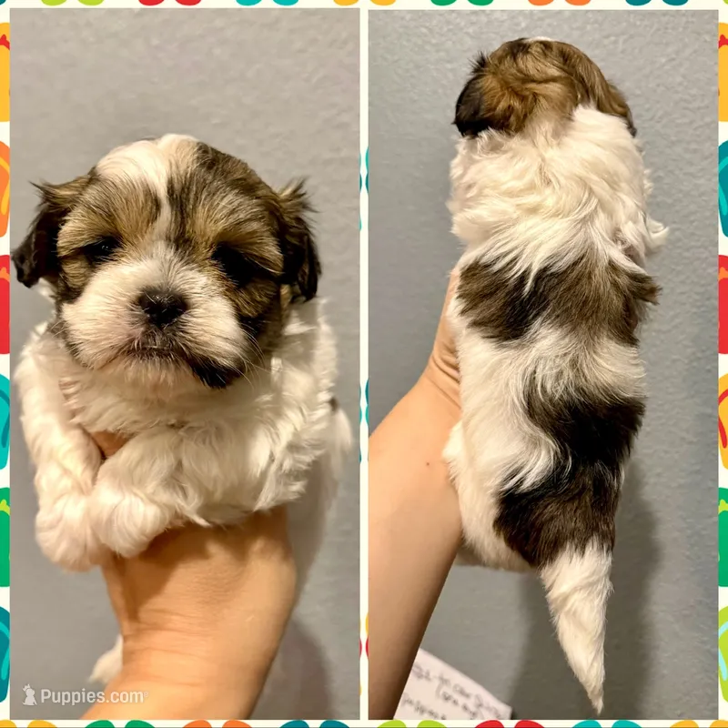 Malshi-Purple Collar – Mal Shi puppy on hold in Hope, AR