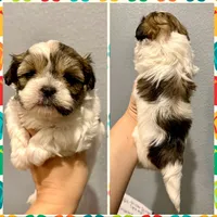 Malshi-Purple Collar, a female Mal Shi for sale in Hope, AR – 1 of 1