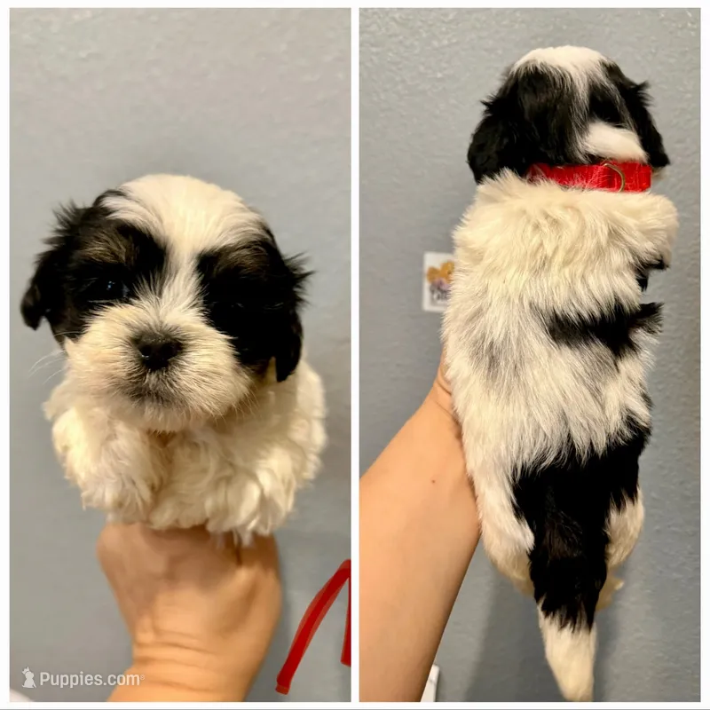 Malshi-Red Collar – Shih Tzu, Mal Shi puppy for sale in Hope, AR