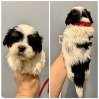 Malshi-Red Collar, a male Shih Tzu and Mal Shi for sale in Hope, AR – 1 of 1
