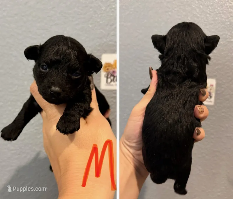 Yorkipoo ( Orange Collar)  – Yorkipoo puppy for sale in Hope, AR