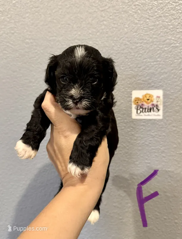 Shihpoo (purple collar)  – Shihpoo puppy for sale in Hope, AR