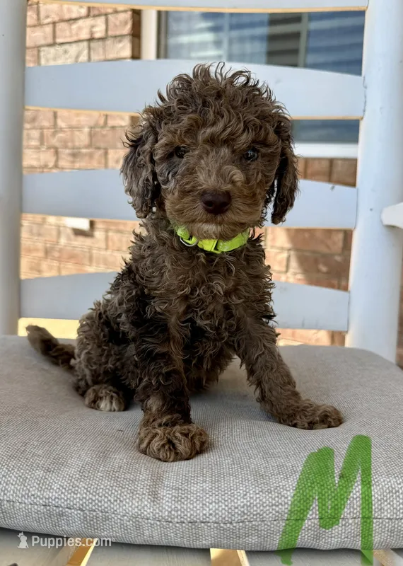 Mini Goldendoodle- Green Collar – Miniature Goldendoodle puppy for sale in Hope, AR