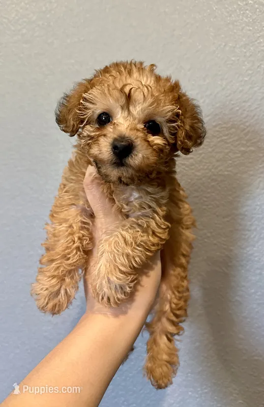 Yorkipoo- Purple – Yorkipoo puppy for sale in Hope, AR