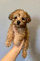 Yorkipoo- Purple, a female Yorkipoo for sale in Hope, AR – 1 of 1