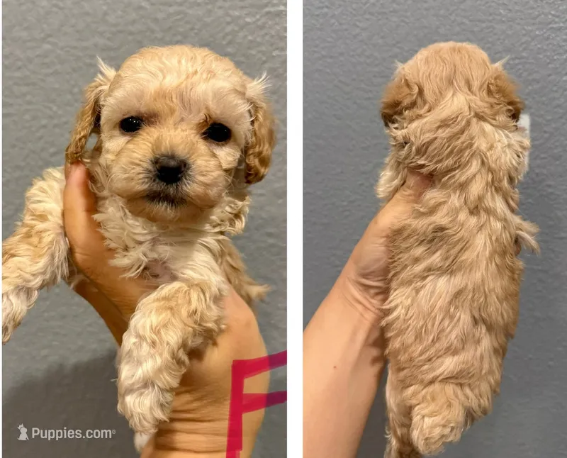 Toy Poodle- Pink Collar, a female Poodle - Toy  for sale in Hope, AR – 1 of 1
