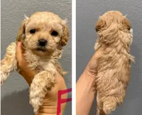 Toy Poodle- Pink Collar, a female Poodle - Toy  for sale in Hope, AR – 1 of 1