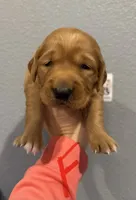 Golden Retriever-Red Collar, a female Golden Retriever for sale in Hope, AR – Photo 1 of 2