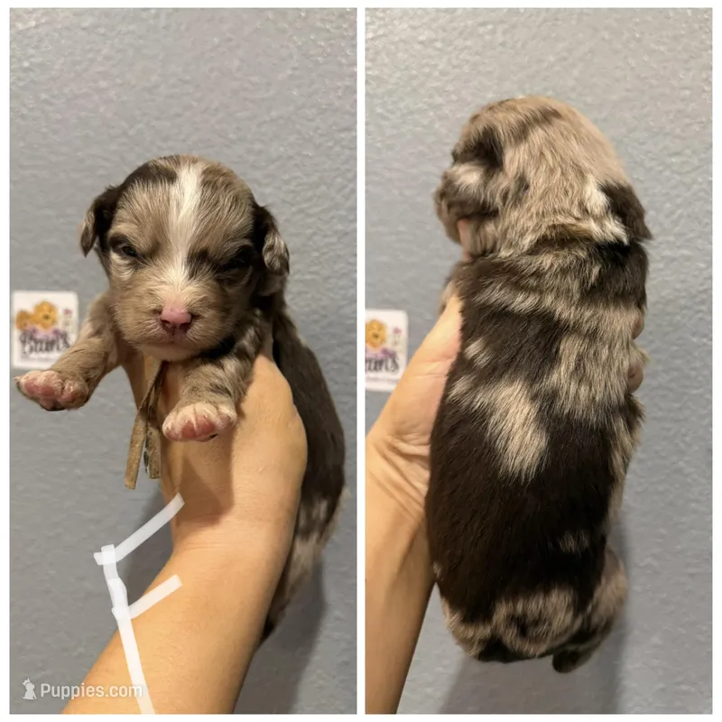 Aussiedoodle-White Collar  – Aussiedoodle puppy for sale in Hope, AR