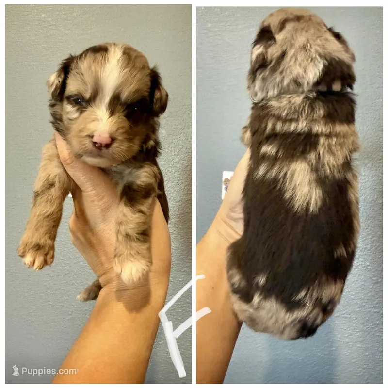 Aussiedoodle-White Collar  – Aussiedoodle puppy for sale in Hope, AR