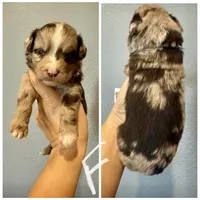 Aussiedoodle-White Collar , a female Aussiedoodle for sale in Hope, AR – 2 of 3