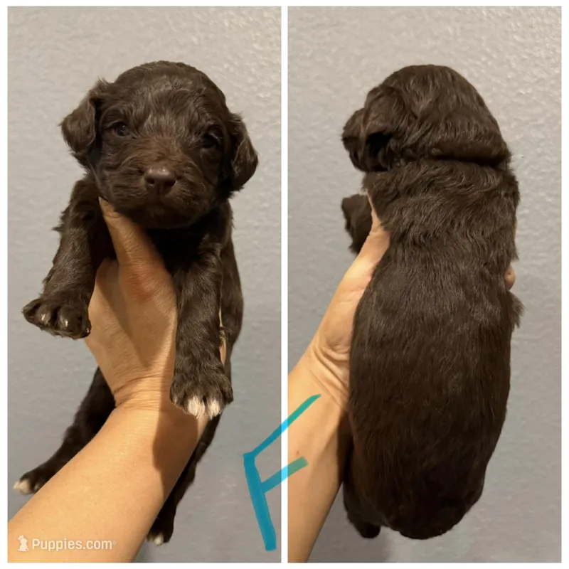 Aussiedoodle-Turquoise Collar  – Aussiedoodle puppy for sale in Hope, AR