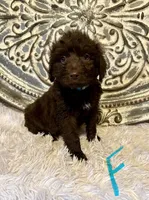 Standard Aussiedoodle-Turquoise Collar , a female Aussiedoodle for sale in Hope, AR – 1 of 3