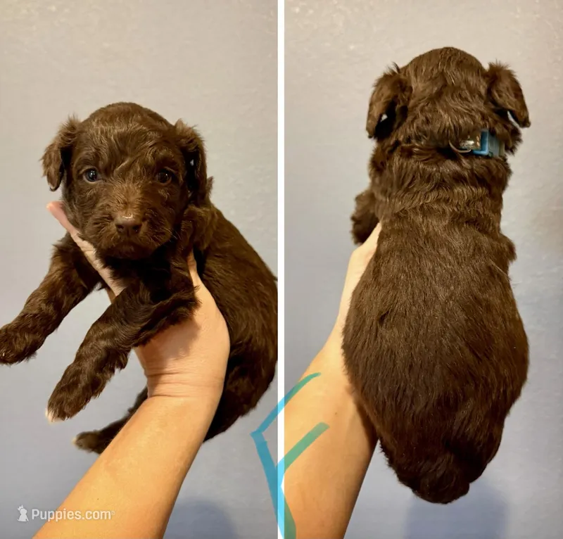 Aussiedoodle-Turquoise Collar  – Aussiedoodle puppy for sale in Hope, AR
