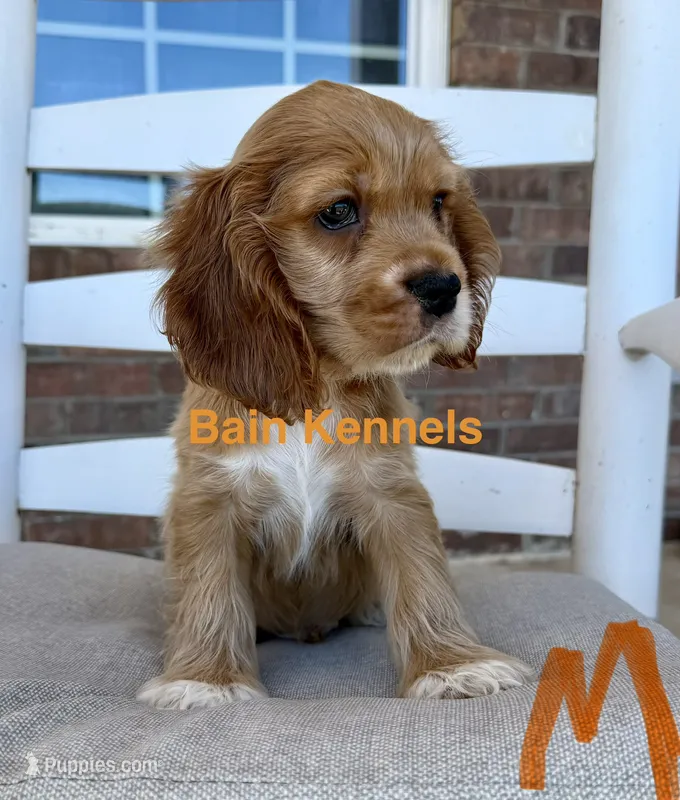 Cocker Spaniel- Orange Collar – Cocker Spaniel puppy on hold in Hope, AR