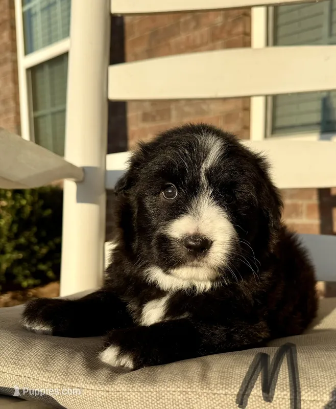 Golden Aussiedoodle- Gray Collar – Australian Shepherd, Miniature Goldendoodle puppy for sale in Hope, AR