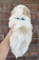 Pomapoo- Black Collar, a male Pomapoo and Pomeranian for sale in Hope, AR – 2 of 3
