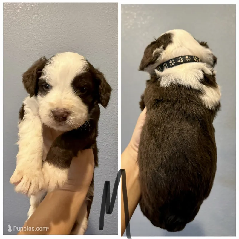 Aussiedoodle-Black Collar  – Aussiedoodle puppy for sale in Hope, AR