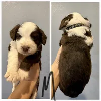 Standard Aussiedoodle-Black Collar , a male Aussiedoodle for sale in Hope, AR – 2 of 3
