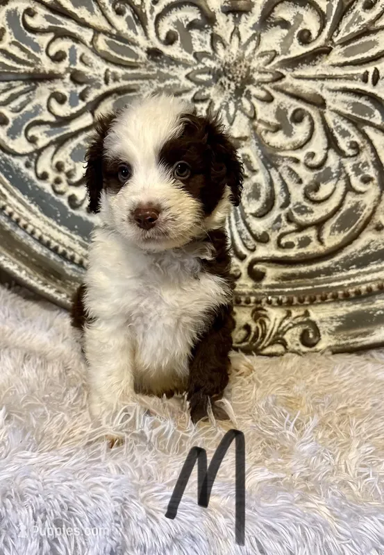 Aussiedoodle-Black Collar  – Aussiedoodle puppy for sale in Hope, AR