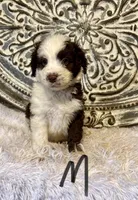 Standard Aussiedoodle-Black Collar , a male Aussiedoodle for sale in Hope, AR – 1 of 3