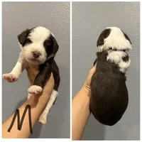 Standard Aussiedoodle-Black Collar , a male Aussiedoodle for sale in Hope, AR – 3 of 3