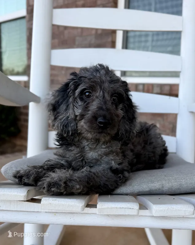 F1b Cockapoo- Blue Collar – Cocker Spaniel, Poodle - Miniature  puppy for sale in Hope, AR
