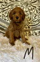Black Collar , a male Miniature Goldendoodle for sale in Hope, AR – 2 of 3