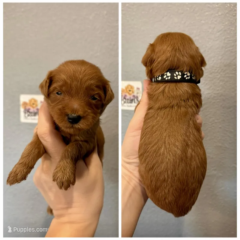 Black Collar  – Miniature Goldendoodle puppy for sale in Hope, AR