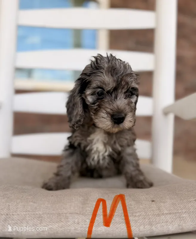 F1b Cockapoo- Orange Collar – Cockapoo puppy for sale in Hope, AR
