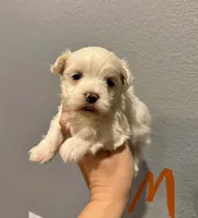 Maltese-Orange Collar, a male Maltese for sale in Hope, AR – 1 of 1