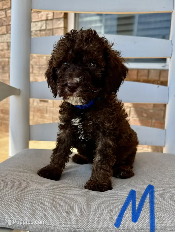 Mini Goldendoodle- Blue Collar  – Miniature Goldendoodle puppy for sale in Hope, AR