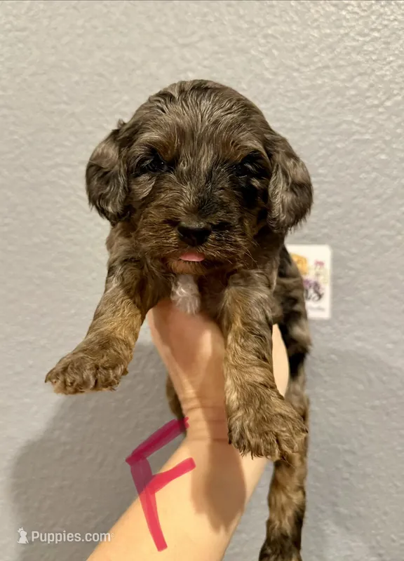 Cockapoo-Pink Collar