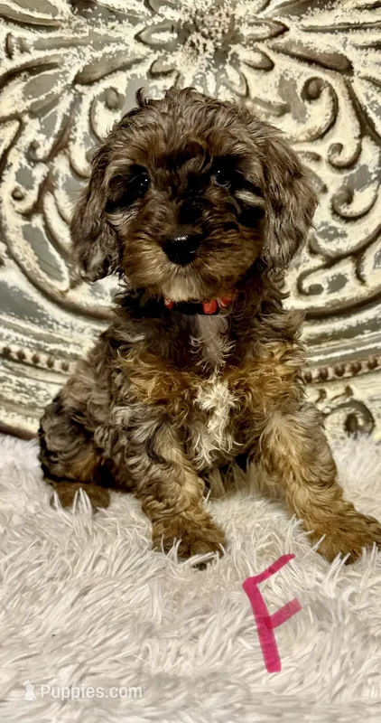 Cockapoo-Pink Collar