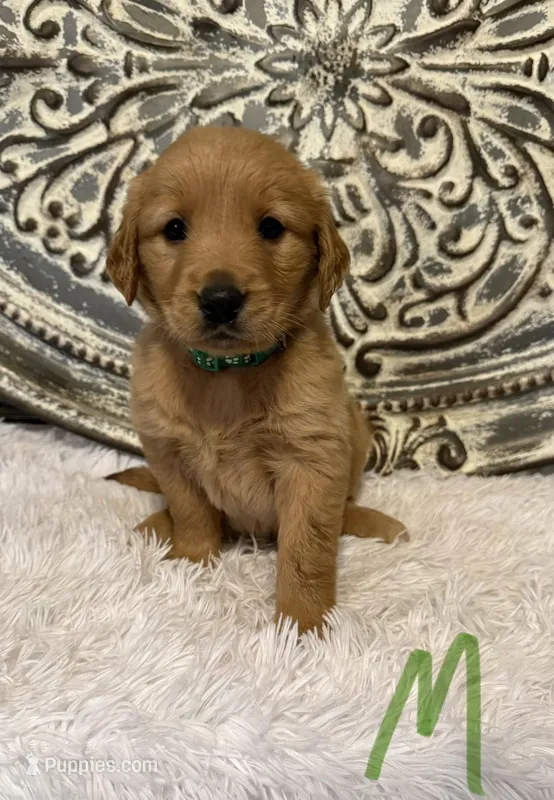 Golden Retriever- Green Collar 