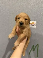 Golden Retriever- Green Collar , a male Golden Retriever for sale in Hope, AR – Photo 2 of 2