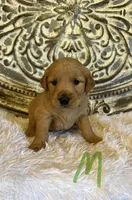 Golden Retriever- Green Collar , a male Golden Retriever for sale in Hope, AR – Photo 1 of 2