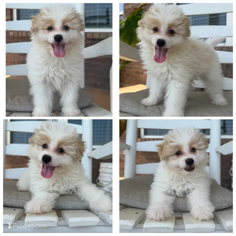 Pomapoo- Black Collar – Pomapoo, Pomeranian puppy for sale in Hope, AR