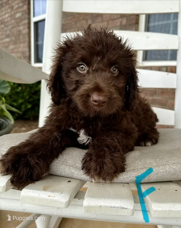 Standard Aussiedoodle-Turquoise Collar  – Aussiedoodle puppy for sale in Hope, AR
