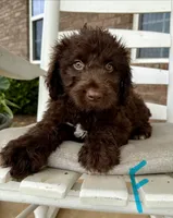  Aussiedoodle-Turquoise Collar , a female Aussiedoodle for sale in Hope, AR – 1 of 4