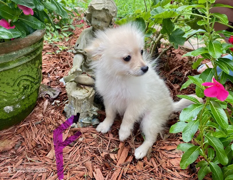 Pomeranian- Purple Collar – Pomeranian puppy for sale in Hope, AR