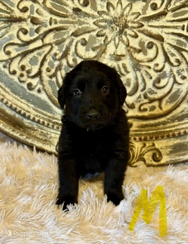 Golden Aussie- Yellow Collar – Australian Shepherd, Golden Retriever puppy for sale in Hope, AR